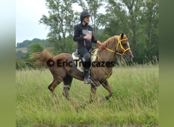 Pura Raza Árabe, Caballo castrado, 10 años, 156 cm, Alazán