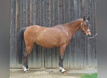 Pura Raza Árabe, Caballo castrado, 10 años, 160 cm