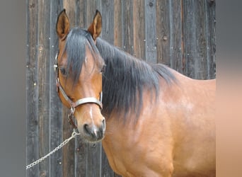 Pura Raza Árabe, Caballo castrado, 10 años, 160 cm