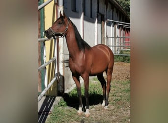 Pura Raza Árabe, Caballo castrado, 10 años, 160 cm, Castaño