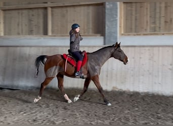 Pura Raza Árabe, Caballo castrado, 10 años, 163 cm, Castaño