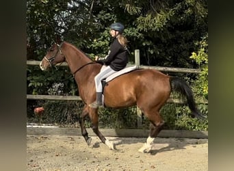 Pura Raza Árabe, Caballo castrado, 10 años, 163 cm, Castaño