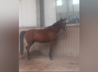 Pura Raza Árabe, Caballo castrado, 11 años, 151 cm, Castaño