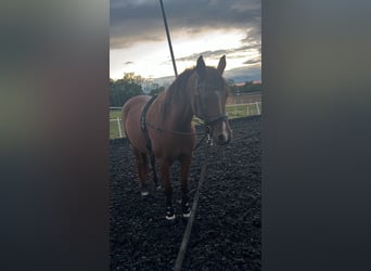 Pura Raza Árabe, Caballo castrado, 11 años, 165 cm, Castaño