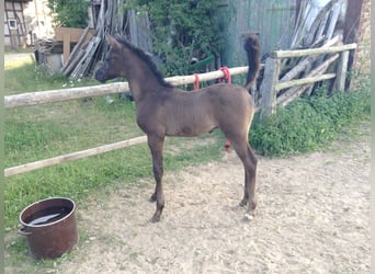 Pura Raza Árabe, Caballo castrado, 12 años, 155 cm, Tordillo negro