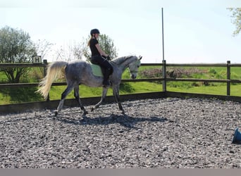 Pura Raza Árabe, Caballo castrado, 12 años, 160 cm, Tordo