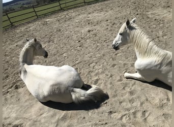 Pura Raza Árabe, Caballo castrado, 13 años, 155 cm, Tordo