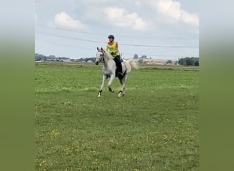 Pura Raza Árabe, Caballo castrado, 13 años, 155 cm, Tordo