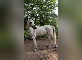 Pura Raza Árabe, Caballo castrado, 13 años, 155 cm, Tordo picazo