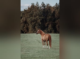 Pura Raza Árabe, Caballo castrado, 13 años, 160 cm, Alazán