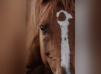 Pura Raza Árabe, Caballo castrado, 13 años, 160 cm, Alazán