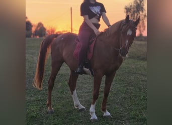 Pura Raza Árabe, Caballo castrado, 13 años, 162 cm, Alazán-tostado