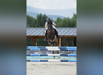 Pura Raza Árabe, Caballo castrado, 14 años, 145 cm, Negro