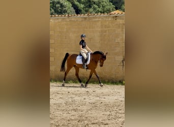 Pura Raza Árabe, Caballo castrado, 14 años, 149 cm, Castaño