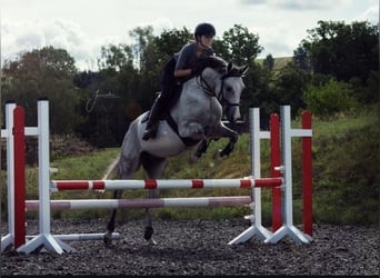 Pura Raza Árabe, Caballo castrado, 14 años, 153 cm, Tordo picazo