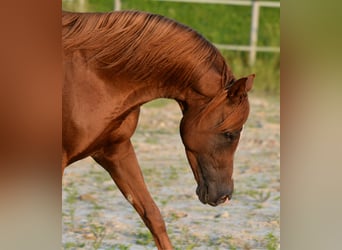Pura Raza Árabe, Caballo castrado, 14 años, 154 cm, Alazán