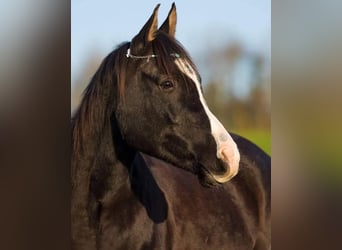 Pura Raza Árabe, Caballo castrado, 14 años, 155 cm, Negro