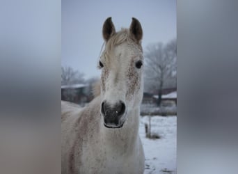 Pura Raza Árabe, Caballo castrado, 14 años, 158 cm, Tordo picazo