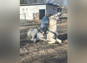 Pura Raza Árabe, Caballo castrado, 15 años, 145 cm, White/Blanco