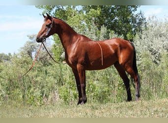 Pura Raza Árabe, Caballo castrado, 15 años, 152 cm, Castaño rojizo