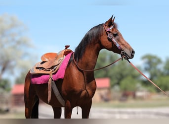 Pura Raza Árabe, Caballo castrado, 15 años, 152 cm, Castaño rojizo