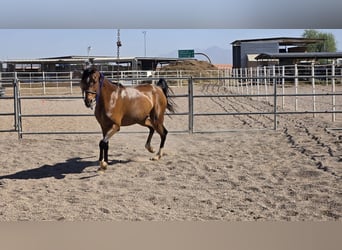 Pura Raza Árabe, Caballo castrado, 16 años, Castaño rojizo