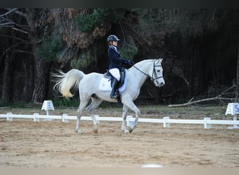 Pura Raza Árabe, Caballo castrado, 16 años, Tordo
