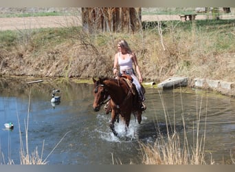 Pura Raza Árabe, Caballo castrado, 17 años, 152 cm, Castaño rojizo
