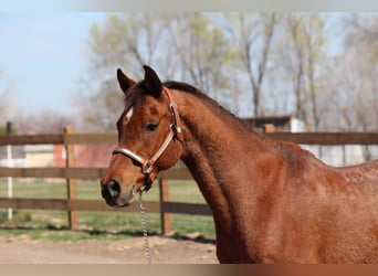 Pura Raza Árabe, Caballo castrado, 17 años, 152 cm, Castaño rojizo