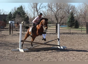 Pura Raza Árabe, Caballo castrado, 17 años, 152 cm, Castaño rojizo