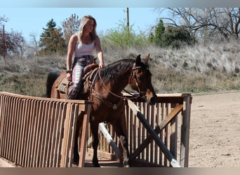 Pura Raza Árabe, Caballo castrado, 17 años, 152 cm, Castaño rojizo