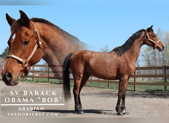 Pura Raza Árabe, Caballo castrado, 17 años, 152 cm, Castaño rojizo