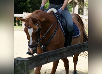 Pura Raza Árabe, Caballo castrado, 17 años, 152 cm, Rabicano