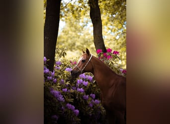 Pura Raza Árabe, Caballo castrado, 17 años, 152 cm, Rabicano