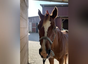 Pura Raza Árabe, Caballo castrado, 17 años, 152 cm, Rabicano