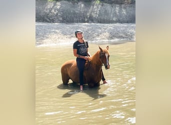 Pura Raza Árabe, Caballo castrado, 17 años, 152 cm, Rabicano