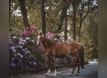 Pura Raza Árabe, Caballo castrado, 17 años, 152 cm, Rabicano