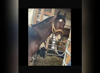 Pura Raza Árabe, Caballo castrado, 17 años, 156 cm, Castaño oscuro