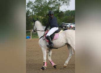 Pura Raza Árabe, Caballo castrado, 19 años, 150 cm, Tordo