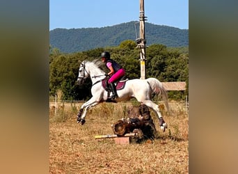 Pura Raza Árabe, Caballo castrado, 19 años, 150 cm, Tordo