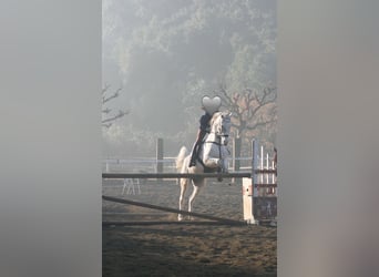 Pura Raza Árabe, Caballo castrado, 19 años, 150 cm, Tordo