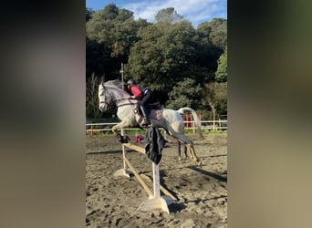 Pura Raza Árabe, Caballo castrado, 19 años, 150 cm, Tordo