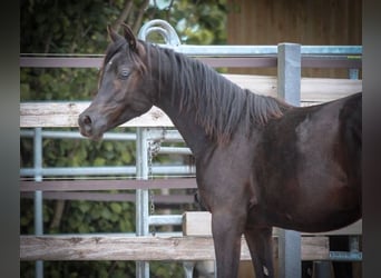 Pura Raza Árabe, Caballo castrado, 1 año, 152 cm, Negro