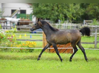 Pura Raza Árabe, Caballo castrado, 1 año, 154 cm, Tordo