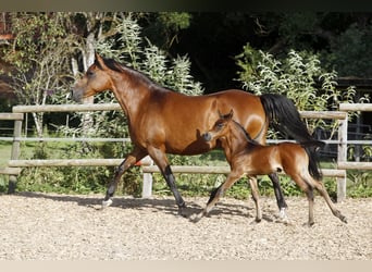 Pura Raza Árabe, Caballo castrado, 1 año, 154 cm, Tordo