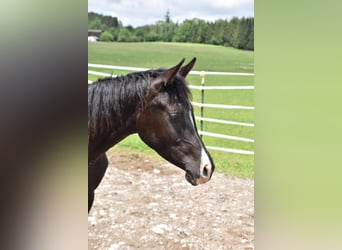 Pura Raza Árabe, Caballo castrado, 1 año, 160 cm, Negro