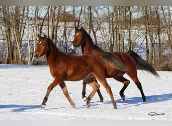 Pura Raza Árabe, Caballo castrado, 1 año, Castaño