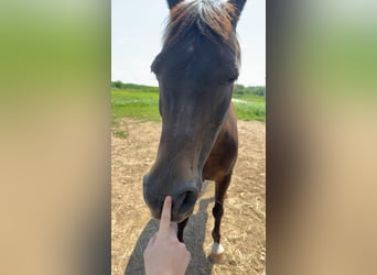 Pura Raza Árabe Mestizo, Caballo castrado, 23 años, 152 cm, Castaño