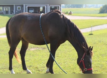 Pura Raza Árabe Mestizo, Caballo castrado, 23 años, 152 cm, Castaño