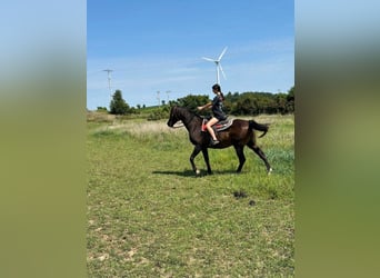 Pura Raza Árabe Mestizo, Caballo castrado, 23 años, 152 cm, Castaño